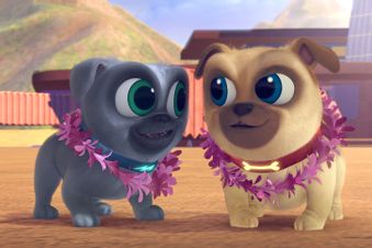 Дружные мопсы